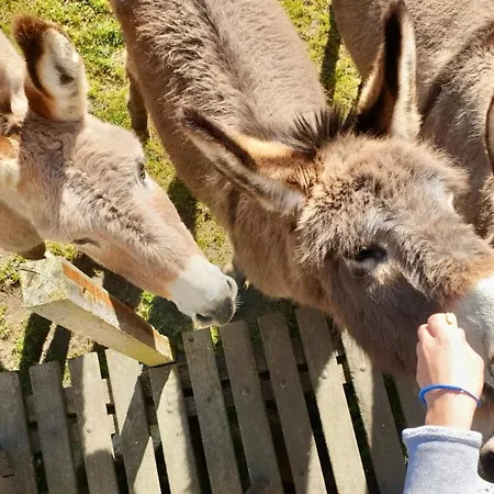 Campingplads De La Ferme Au Anesses, Mobil Happy
