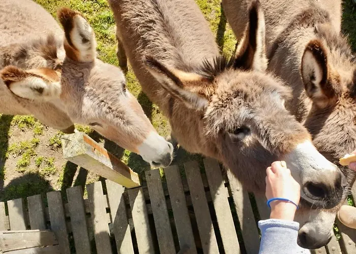 Campsite De La Ferme Au Anesses, Mobil Happy