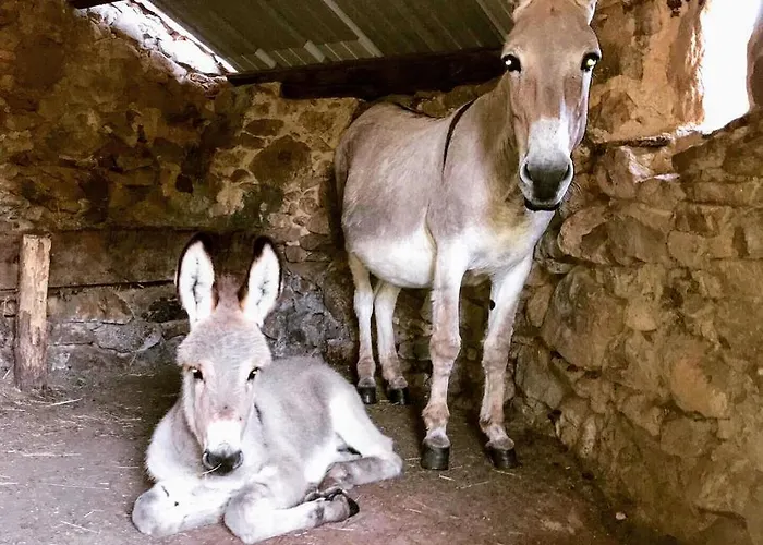 De La Ferme Au Anesses, Mobil Happy * Bressuire