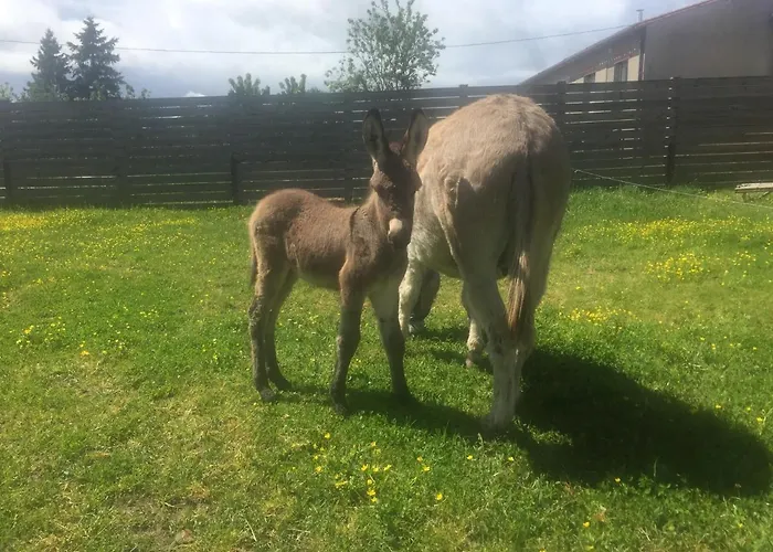 De La Ferme Au Anesses, Mobil Happy *